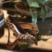 A marca Di Pollini, lança no mercado sua linha feminina, a Di Pollini Donna. A Di Pollini Donna foi desenvolvida para a mulher moderna que busca estar na moda com conforto e elegância .