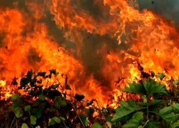 Em 13 dias, queimadas na Amazônia já superam total do fogo de outubro de 2019