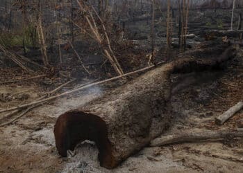 Crise climática e desmatamento da Amazônia podem deixar 11 milhões de brasileiros sob calor intenso