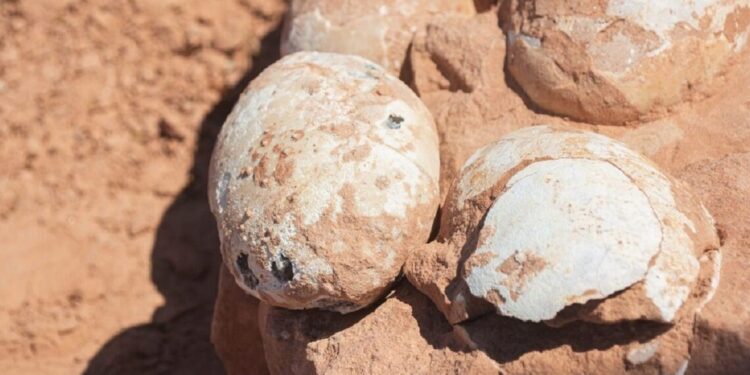 Ovos de dinossauro são descobertos no interior de SP