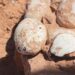 Ovos de dinossauro são descobertos no interior de SP 50 Ovos de dinossauro são descobertos no interior de SP