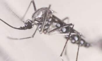 Brasil encerra abril próximo ao total de casos de dengue de todo o ano de 2021