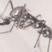 Brasil encerra abril próximo ao total de casos de dengue de todo o ano de 2021