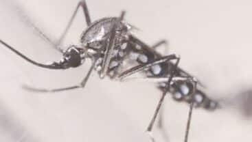 Brasil encerra abril próximo ao total de casos de dengue de todo o ano de 2021 45 Brasil encerra abril próximo ao total de casos de dengue de todo o ano de 2021