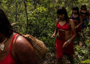 Amazônia perdeu 18 árvores por segundo em 2021, e desmate subiu 20% no país