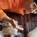 Conheçam a história da famosa Lola na Rua 49 Conheçam a história da famosa Lola na Rua