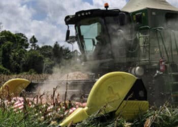 Brasil, prestes a se tornar o maior exportador de milho do mundo