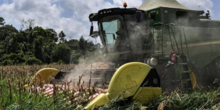 Brasil, prestes a se tornar o maior exportador de milho do mundo