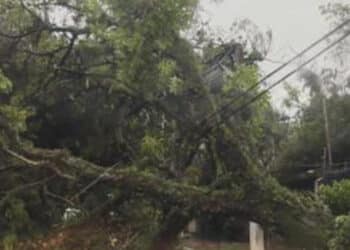 Temporal derrubou 346 árvores só nos parques de SP; veja em mapa quais foram os mais afetados