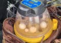 Ucranianas são flagradas transportando ovos de arara-azul em Minas