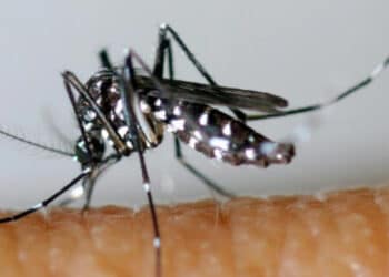A três meses dos Jogos, França registra recorde de casos importados de dengue