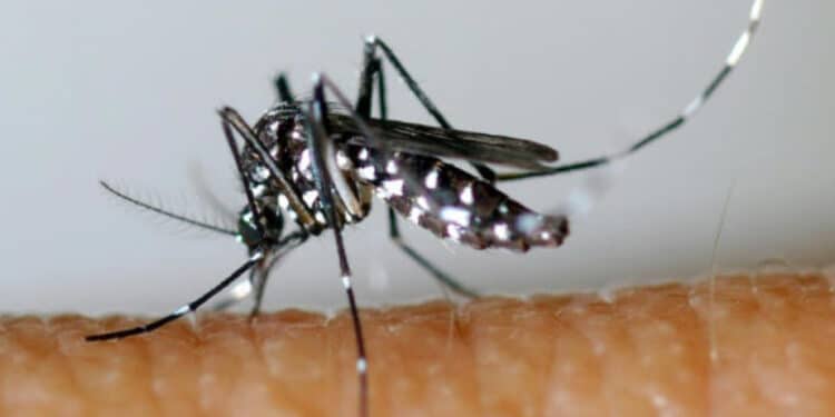 A três meses dos Jogos, França registra recorde de casos importados de dengue 45 A três meses dos Jogos, França registra recorde de casos importados de dengue