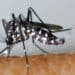 A três meses dos Jogos, França registra recorde de casos importados de dengue