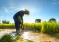 Produtores reagem a apoio do Brasil à importação de arroz
