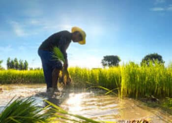 Produtores reagem a apoio do Brasil à importação de arroz