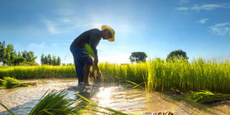 Produtores reagem a apoio do Brasil à importação de arroz