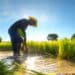 Produtores reagem a apoio do Brasil à importação de arroz 49 Produtores reagem a apoio do Brasil à importação de arroz