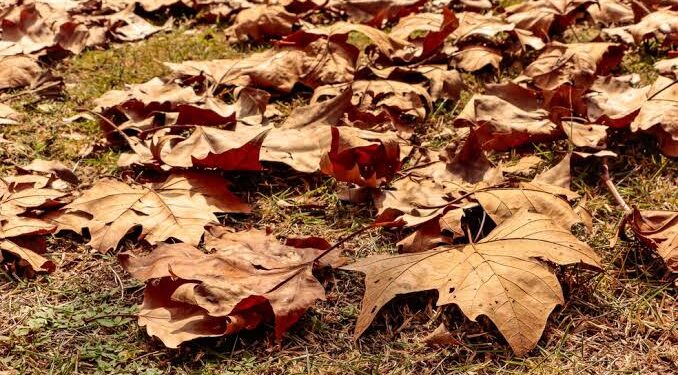 Outono no Brasil começa com temperaturas acima da média e chuvas irregulares