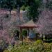 Campos do Jordão floresce em poesia e tradição com a chegada da 55ª Festa da Cerejeira em Flor 51 cb24de17 aa16 490c b59c 9396e3718a4b