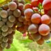 Roteiro do Vinho de São Roque inicia nova fase e reforça protagonismo no turismo brasileiro com direção executiva estratégica 52 028aabc6 fba3 4b9e af59 508cbd467a27
