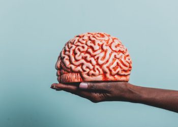Cérebro pode ser comparado a um smartphone: estudo revela que órgão tem duas origens distintas