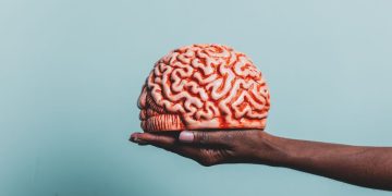 Cérebro pode ser comparado a um smartphone: estudo revela que órgão tem duas origens distintas