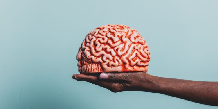 Cérebro pode ser comparado a um smartphone: estudo revela que órgão tem duas origens distintas